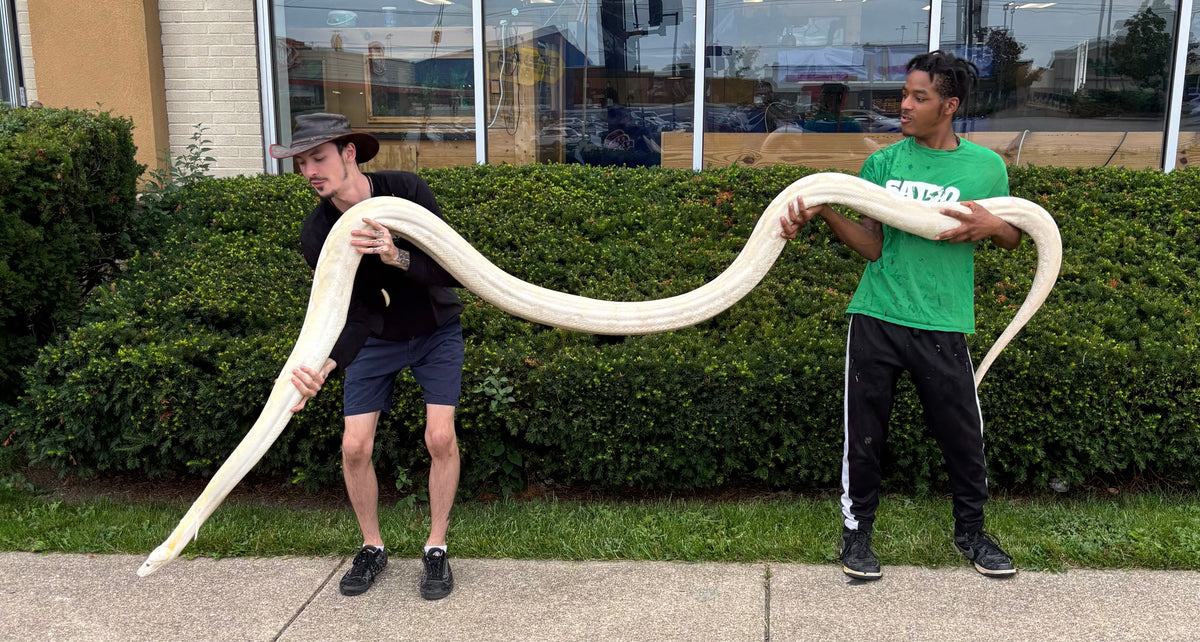 17’ White Albino Reticulated Python (Female) – Scales and Tails of Ohio