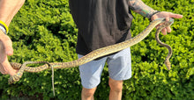 Load image into Gallery viewer, Sub-Adult Merauke Scrub Python (Female)
