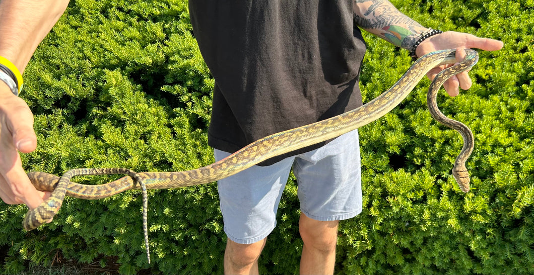Sub-Adult Merauke Scrub Python (Female)