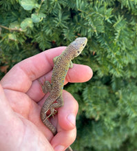 Load image into Gallery viewer, Juvenile Jeweled Lacerta