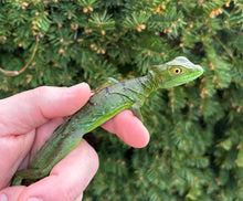 Load image into Gallery viewer, Juvenile Green Basilisk