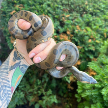 Load image into Gallery viewer, Yearling Green Anaconda (Female 1)
