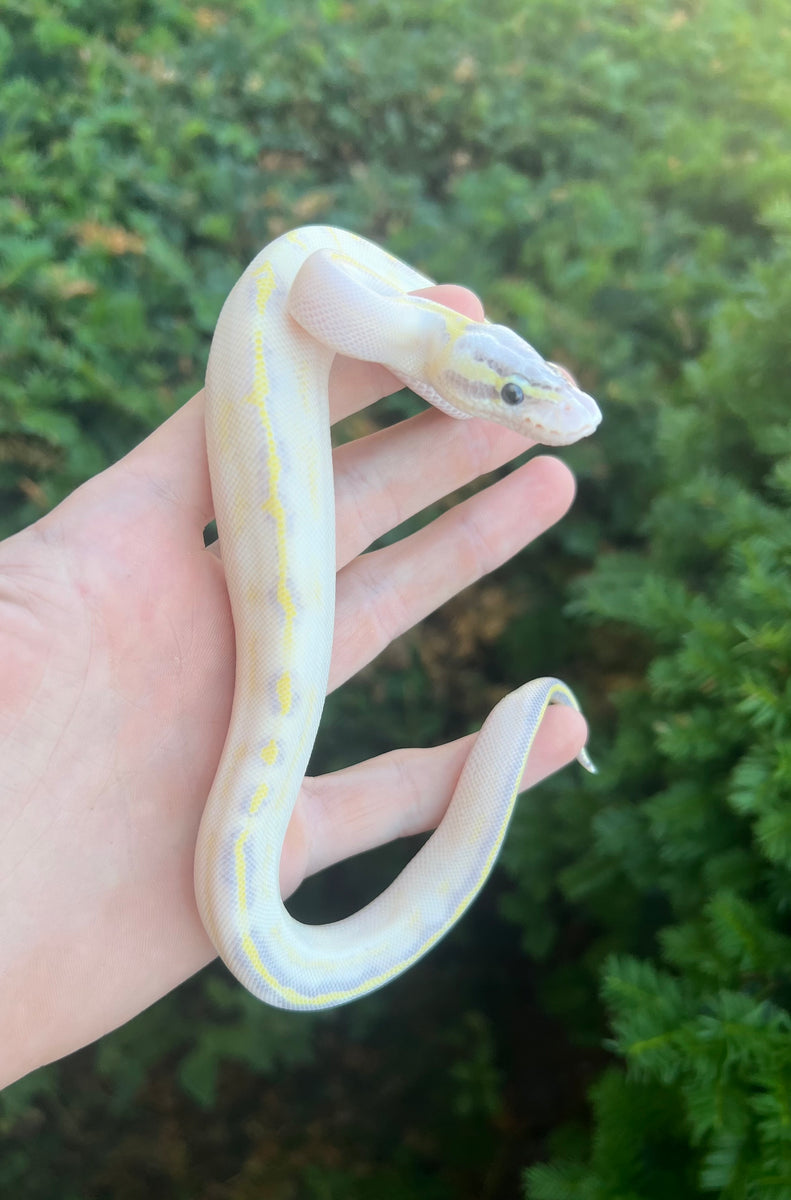 Pastel Ivory Ball Python Baby Pastel Ivory Ball Python (Male) – Scales and Tails of Ohio