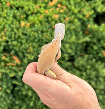 Load image into Gallery viewer, Baby Sunbust Zero Green Iguana