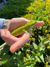 Load image into Gallery viewer, Adult Day Gecko (Female)