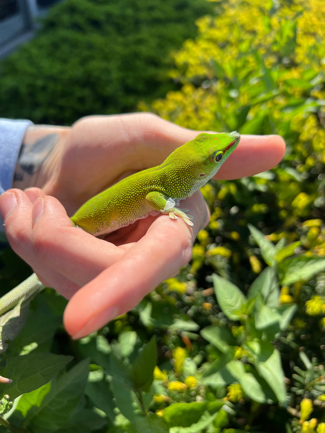 Adult Day Gecko (Female)