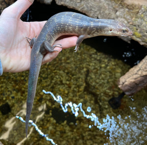 Solomon Island Giant Ground Skink