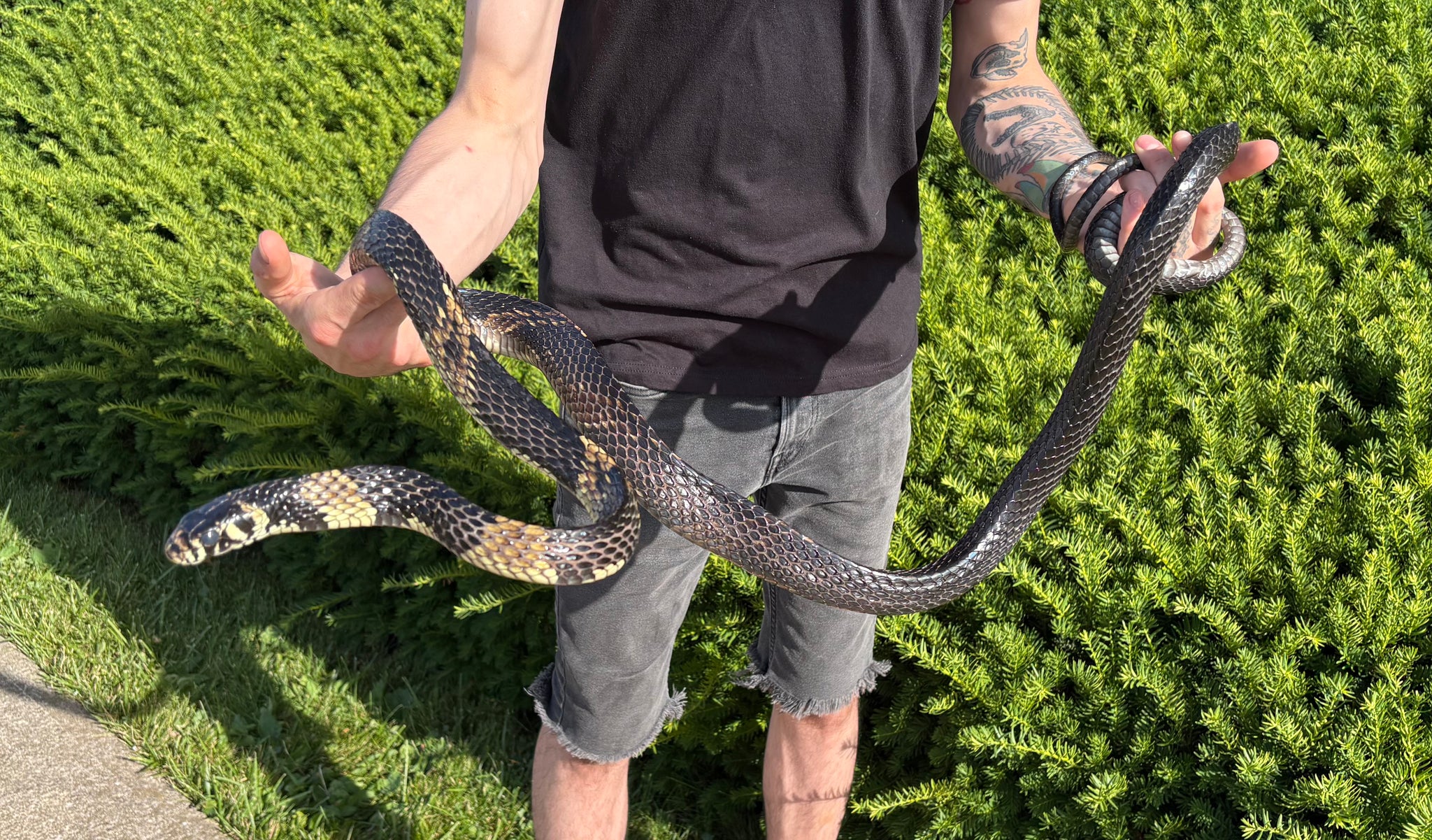Other Snakes – Scales and Tails of Ohio