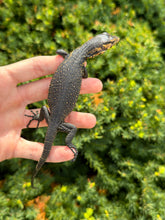 Load image into Gallery viewer, Baby ‘Dark Phase’ Sulawesi Water Monitor (2)