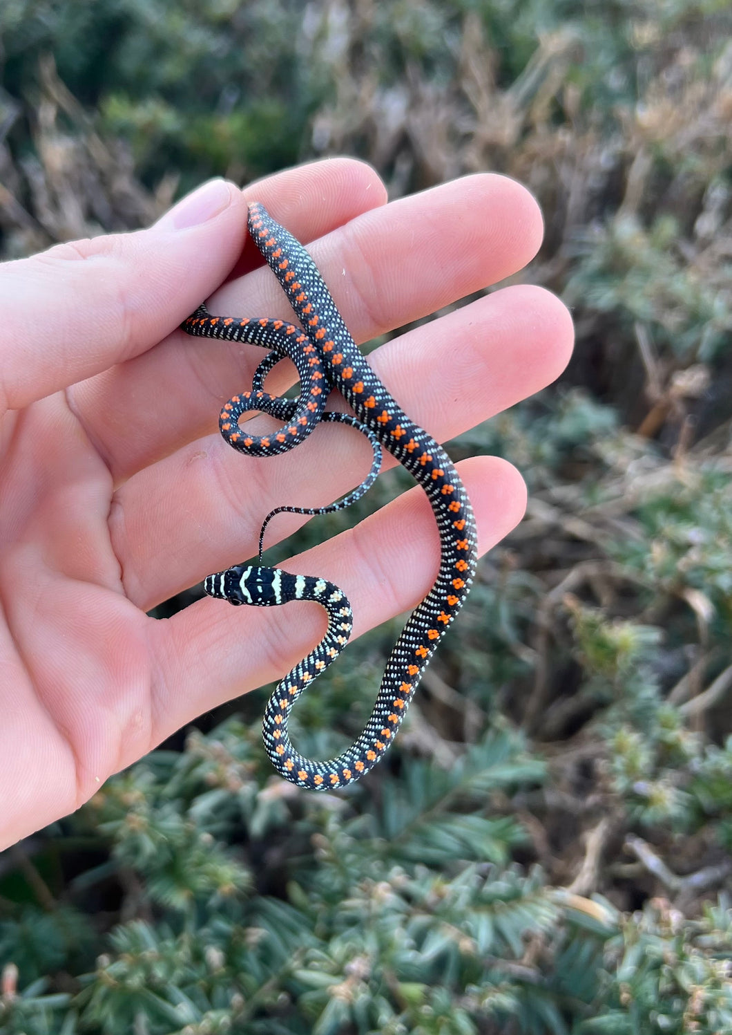 Baby Paradise Flying Snake (Male)