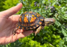 Load image into Gallery viewer, Juvenile Eastern Box Turtle
