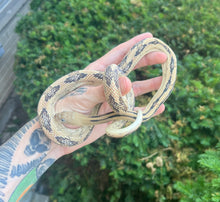 Load image into Gallery viewer, Sub-Adult Trans Pecos Ratsnake het Albino (Male 1)