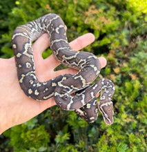 Load image into Gallery viewer, Juvenile Angolan Pythons