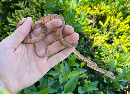 Yellow Amazon Tree Boa (Female 5)