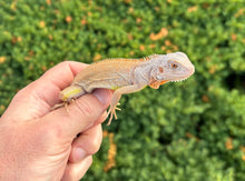 Load image into Gallery viewer, Baby Sunbust Zero Green Iguana