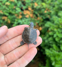 Load image into Gallery viewer, Baby Eastern Painted Turtle