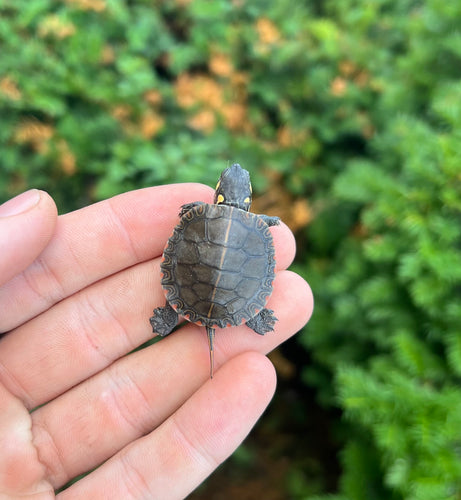 Baby Eastern Painted Turtle