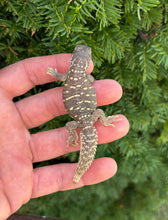 Load image into Gallery viewer, Baby Saudi Arabian Giant Uromastyx