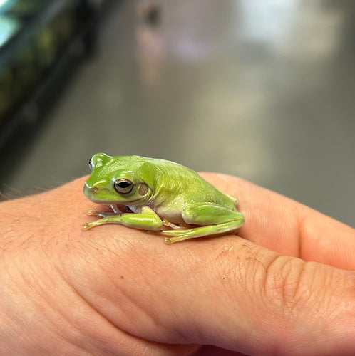 Baby White’s Tree Frogs