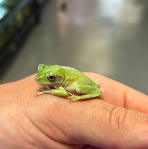 Baby White’s Tree Frogs