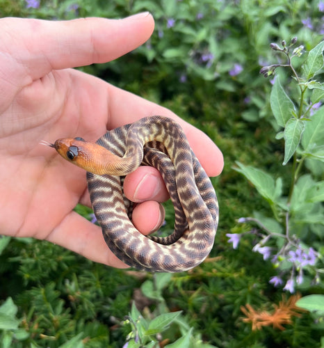 Baby Woma Python (Female 1)