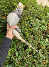 Load image into Gallery viewer, Adult San Esteban Spiny Tailed Iguana (Male)