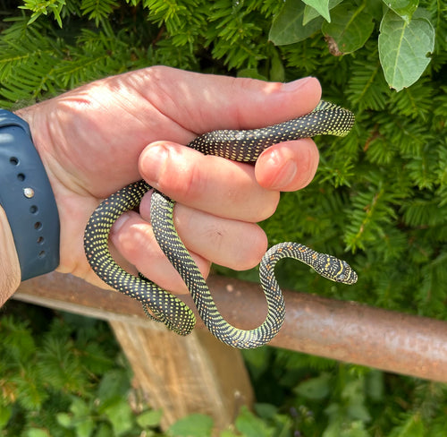 Adult Paradise Flying Snake (Male 2)