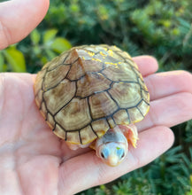 Load image into Gallery viewer, 3”-4” Caramel Albino Red-Eared Slider