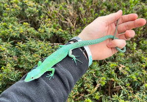 Adult Green Keeled Lizard (Male)