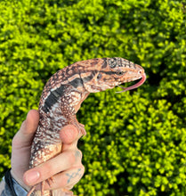 Load image into Gallery viewer, Juvenile Red Tegu