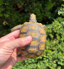 Load image into Gallery viewer, 4” Yellow-Foot Tortoise (1)