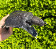 Load image into Gallery viewer, Malaysian Softshell Turtle
