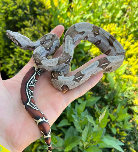 Small Guyana Boa (Male 3)