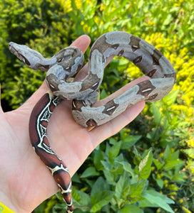 Small Guyana Boa (Male 3)
