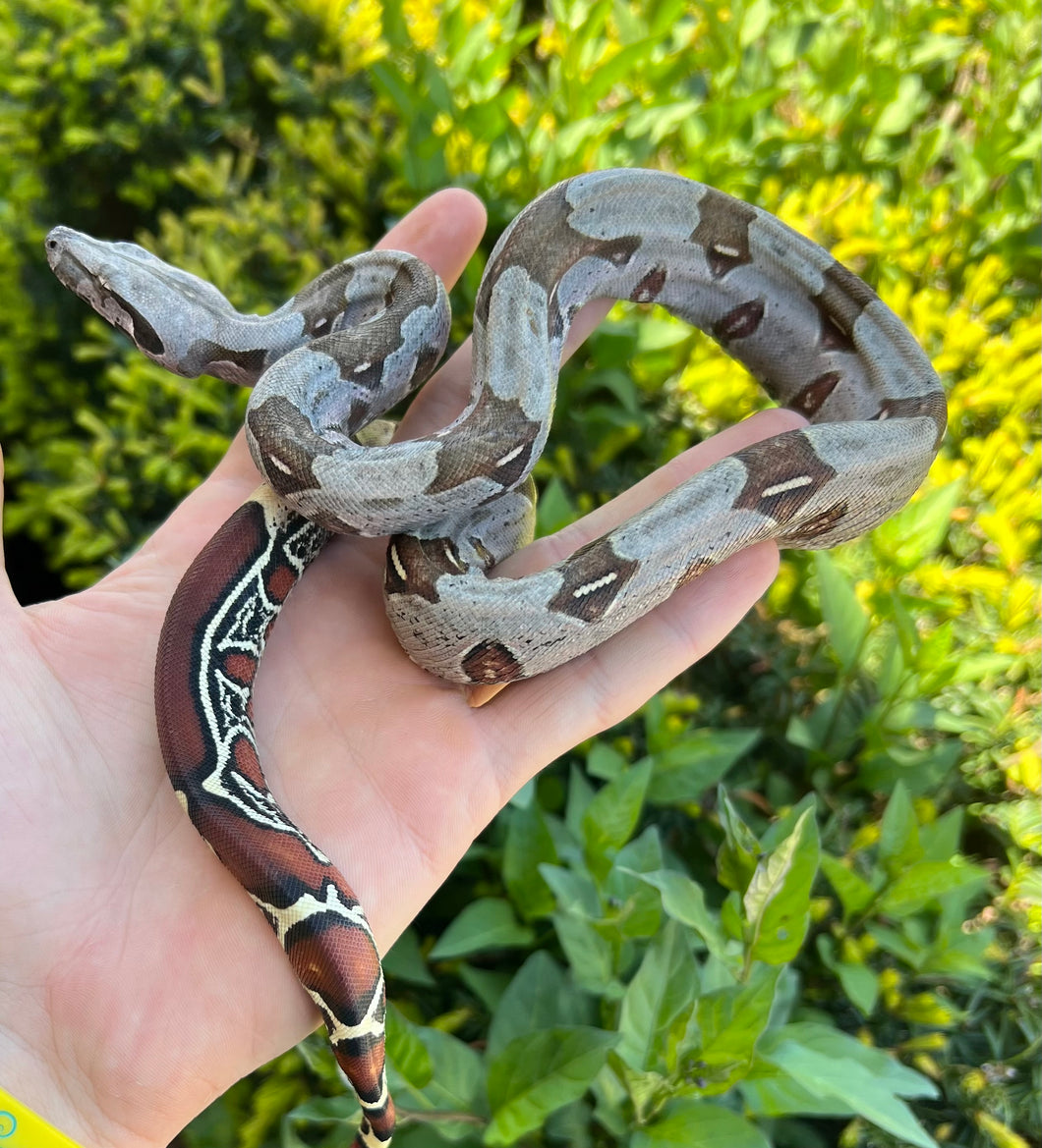 Small Guyana Boa (Male 3)