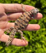 Load image into Gallery viewer, Baby Ornate Uromastyx (1)
