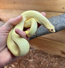 Load image into Gallery viewer, Adult Albino Super Conda Western Hognose Snake (Male)