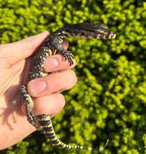 Load image into Gallery viewer, Baby Asian Water Monitor 100% het Black Dragon (4)