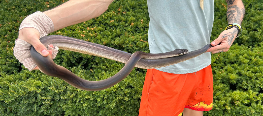 Adult Southern Black White-Lipped Python (Male 1)