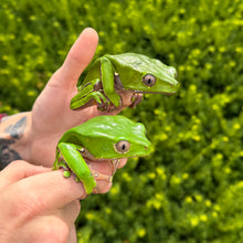 Load image into Gallery viewer, Adult Giant Waxy Monkey Frog