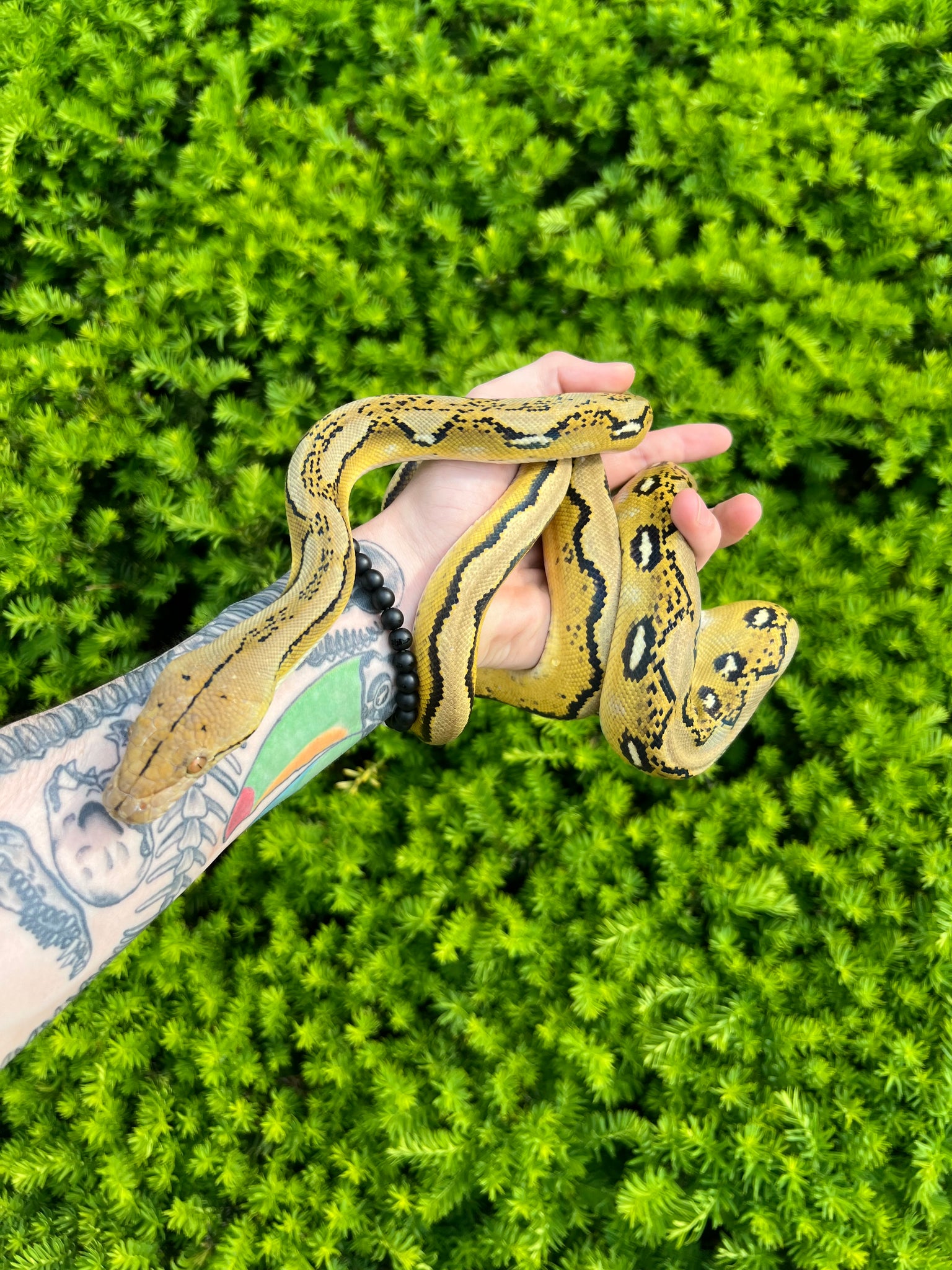 Platinum Reticulated Python (Female) – Scales and Tails of Ohio