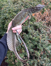 Load image into Gallery viewer, Sub-Adult Weber’s Sailfin Dragon (Male)