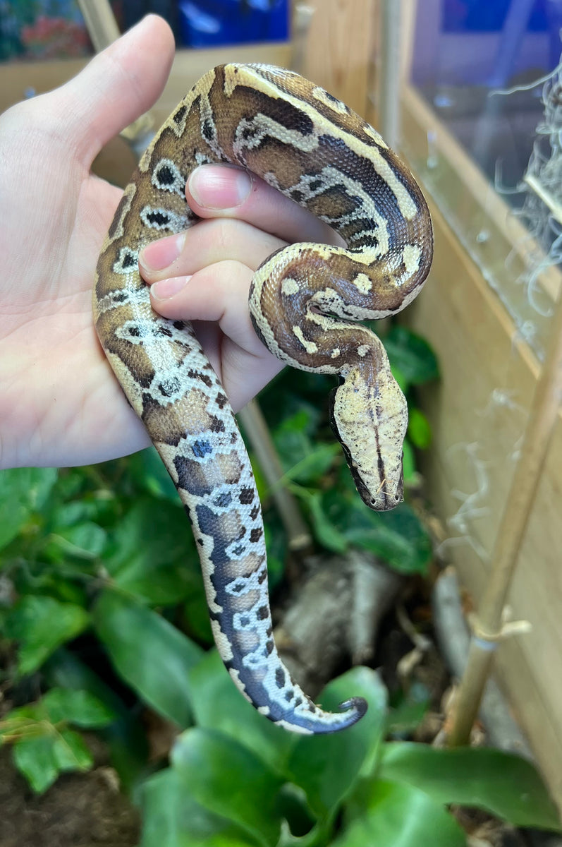 Baby Red Blood Python (Male 2) – Scales and Tails of Ohio