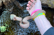 Load image into Gallery viewer, Sub-Adult Black Headed Cat Snake (Female 2)
