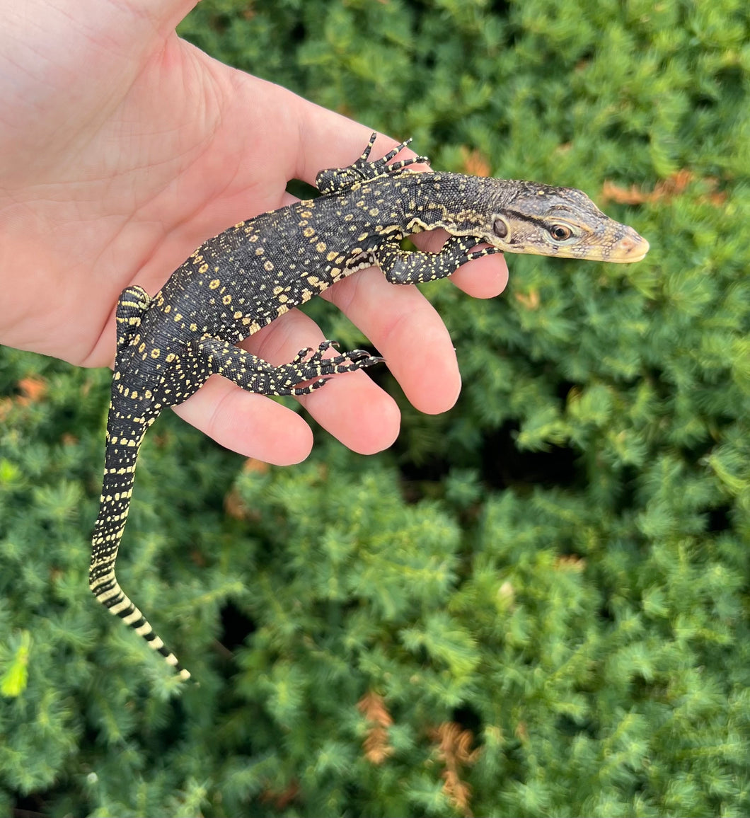 Baby Asian Water Monitor