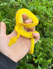 Load image into Gallery viewer, Baby Manokwari Green Tree Python (1)
