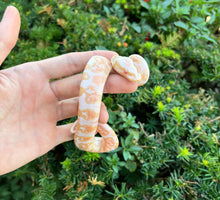 Load image into Gallery viewer, Baby Albino GHI Ball Python