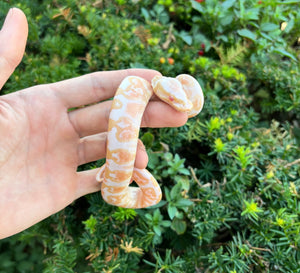 Baby Albino GHI Ball Python