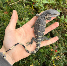 Load image into Gallery viewer, Baby Black Throat Monitor (1)