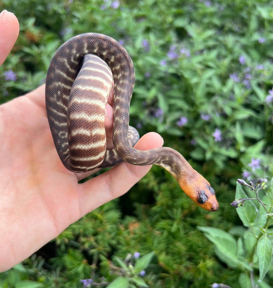 Baby Woma Python (Male 2)